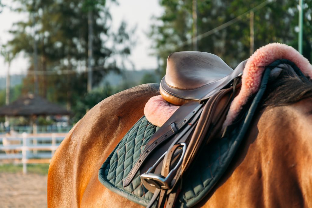 saddle on horse's back